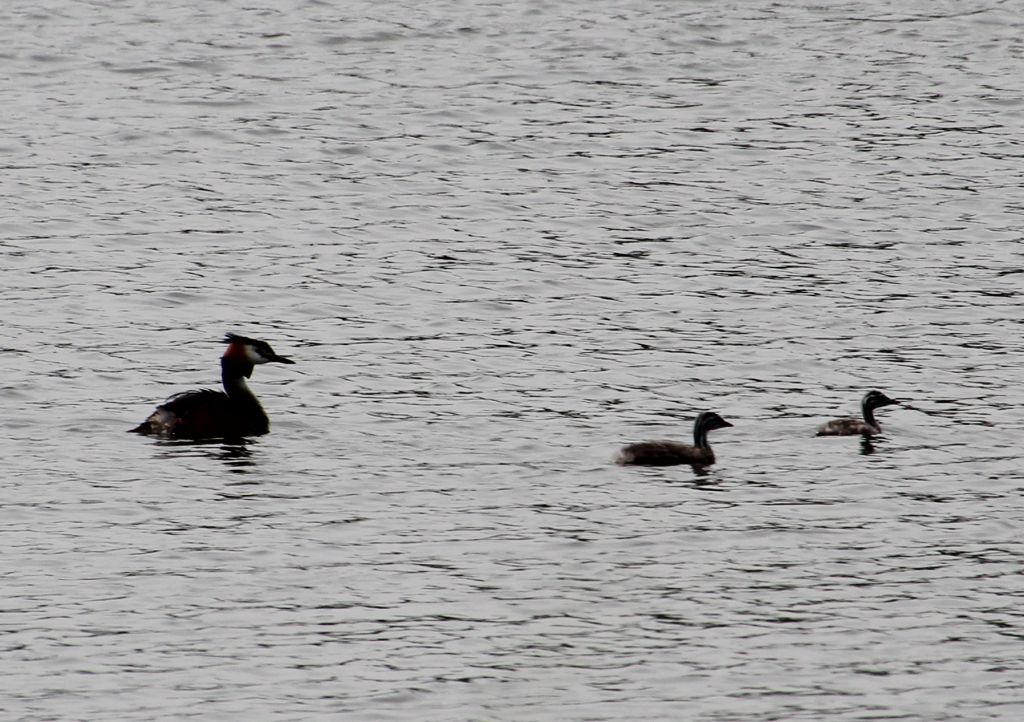 Podiceps cristatus (Linnaeus, 1758)