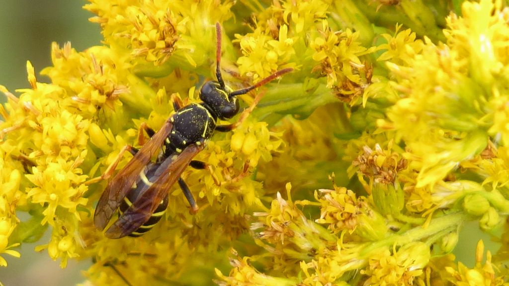 Polistes nimpha (Christ, 1791)