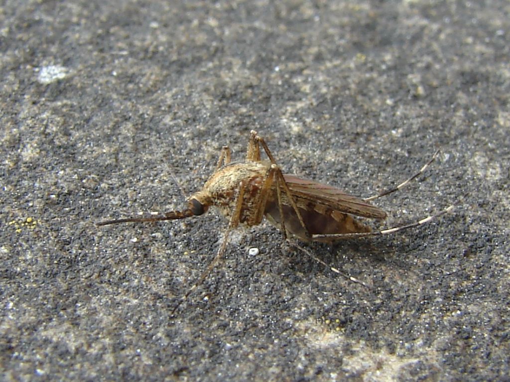 Culicidae Meigen, 1818