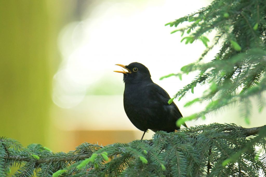 Turdus merula Linnaeus, 1758
