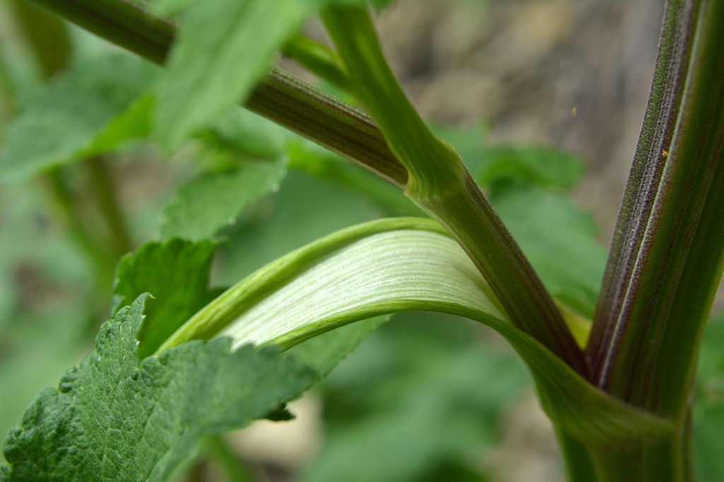 Pastinaca sativa L.