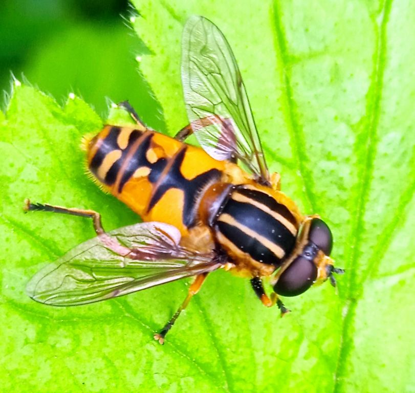Helophilus pendulus (Linnaeus, 1758)