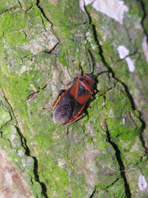 Arocatus melanocephalus (Fabricius, 1798)