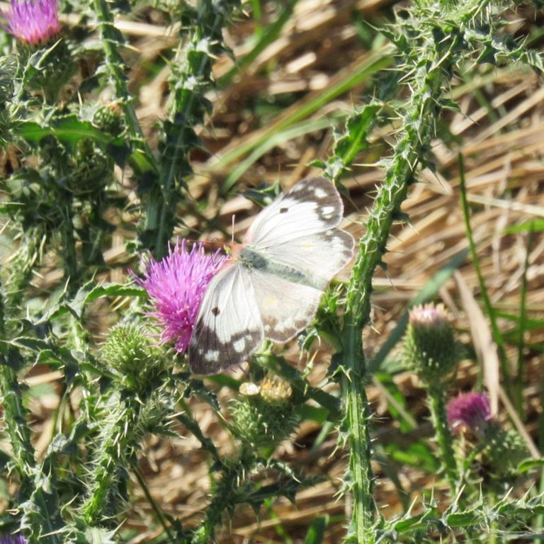 Colias
