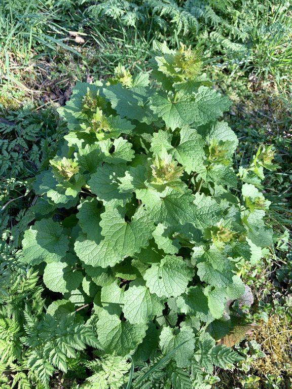 Alliaria petiolata (M.Bieb.) Cavara & Grande