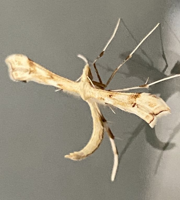Pterophoridae Latreille, 1802