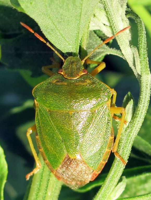Palomena prasina (Linnaeus, 1761)