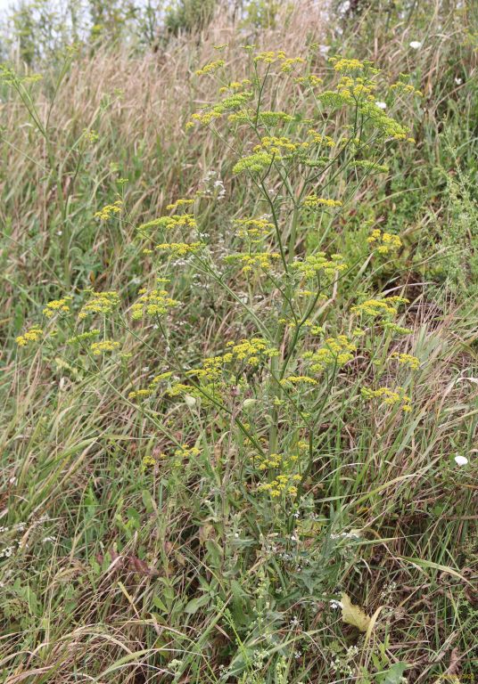 Pastinaca sativa L.