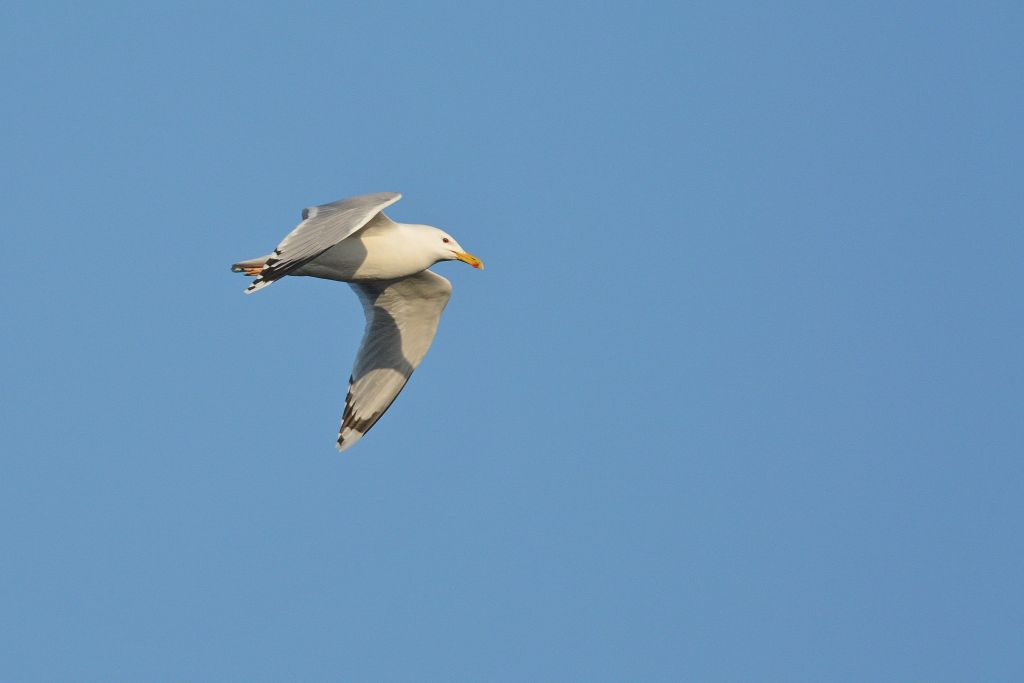 Larus cachinnans Pallas, 1811