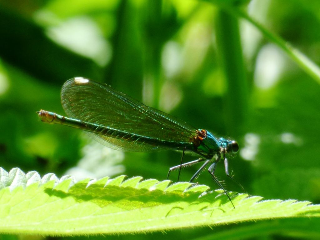 Calopteryx splendens (Harris, 1782)