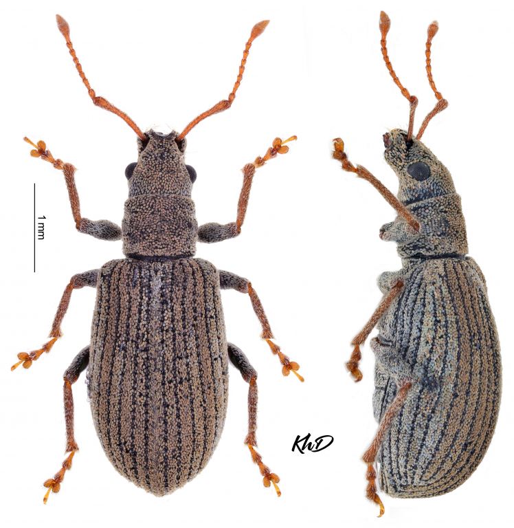 Pseudomyllocerus invreae (F.Solari, 1948)