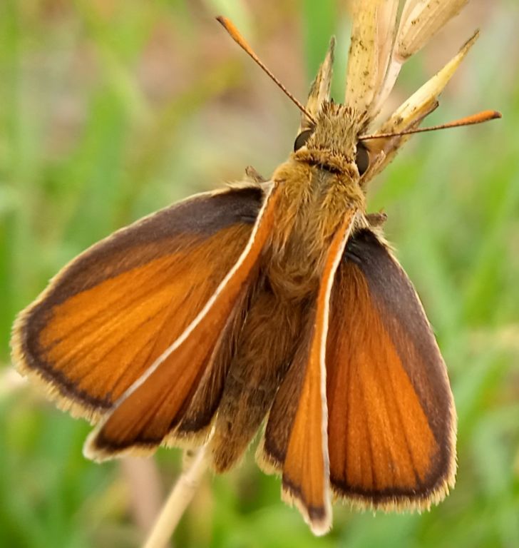 Thymelicus sylvestris (Poda von Neuhaus, 1761)