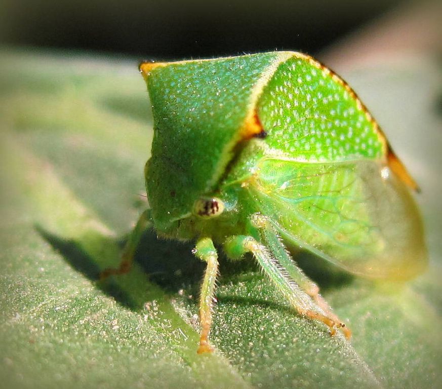 Stictocephala bisonia Kopp & Yonke, 1977
