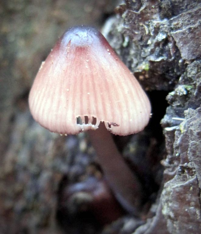Mycena purpureofusca