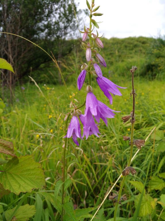 Campanula rapunculoides L.