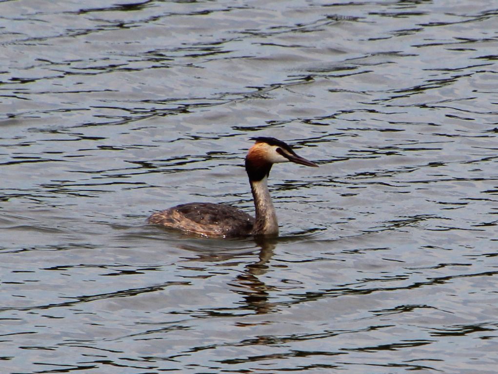 Podiceps cristatus (Linnaeus, 1758)