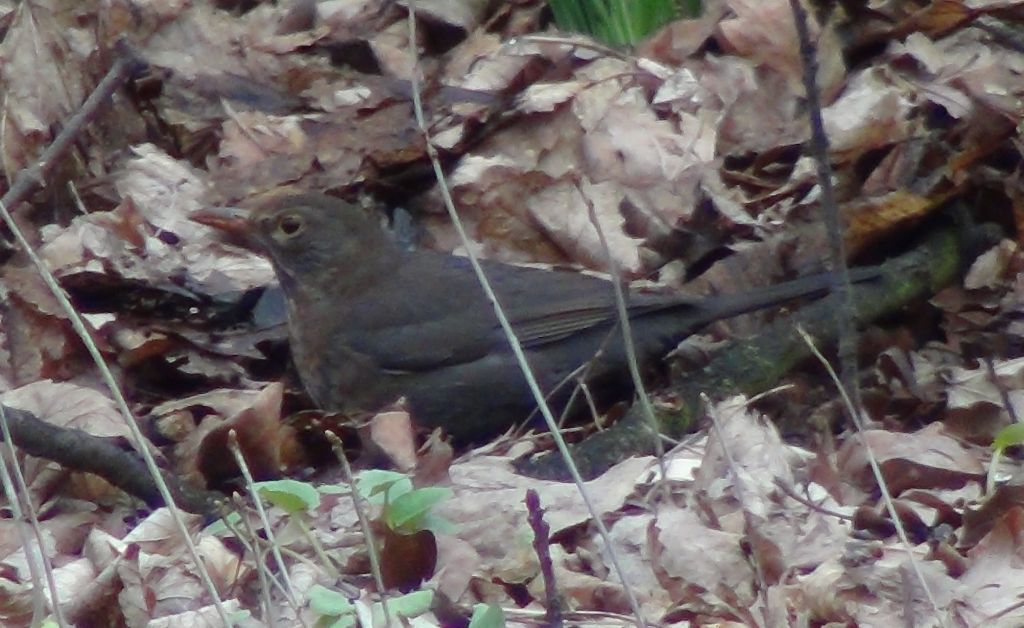 Turdus merula Linnaeus, 1758