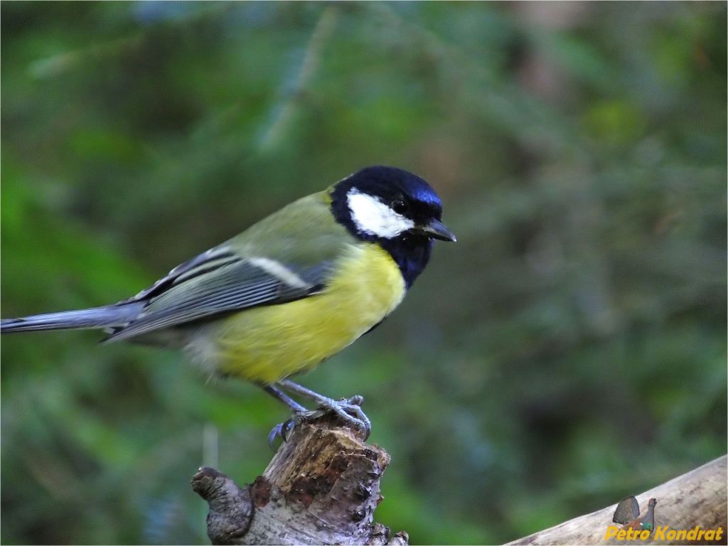 Parus major Linnaeus, 1758