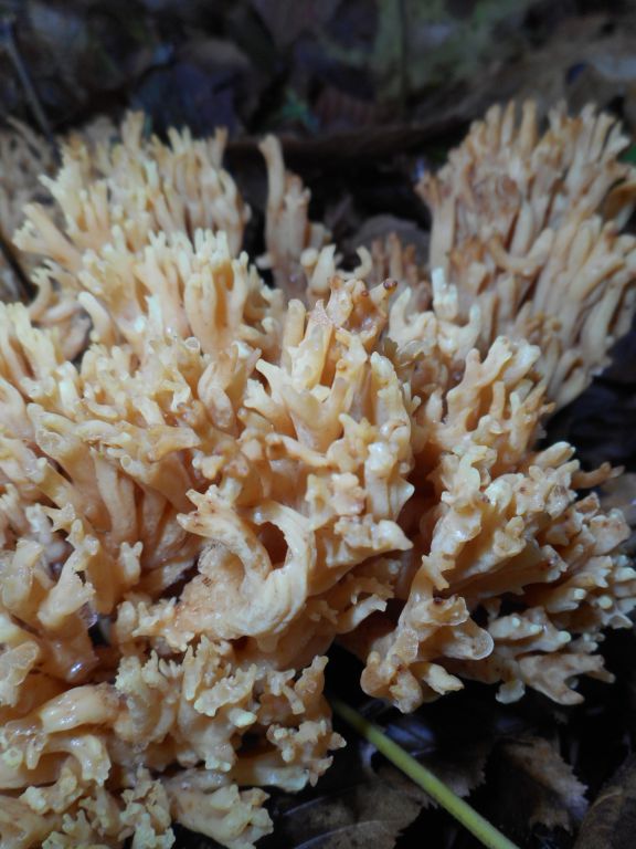 Ramaria
