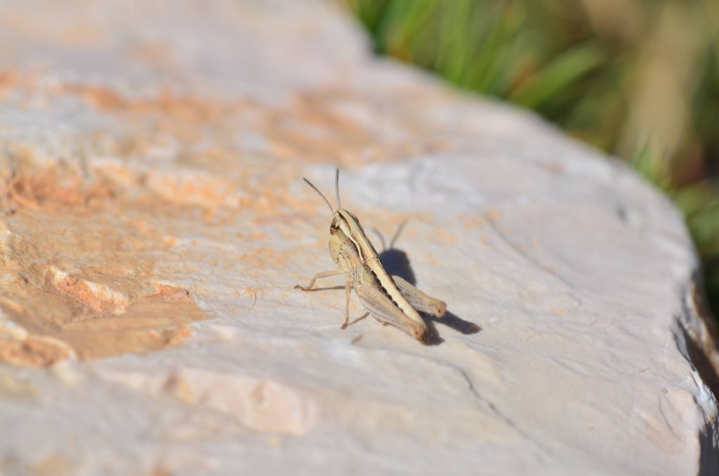 Orthoptera