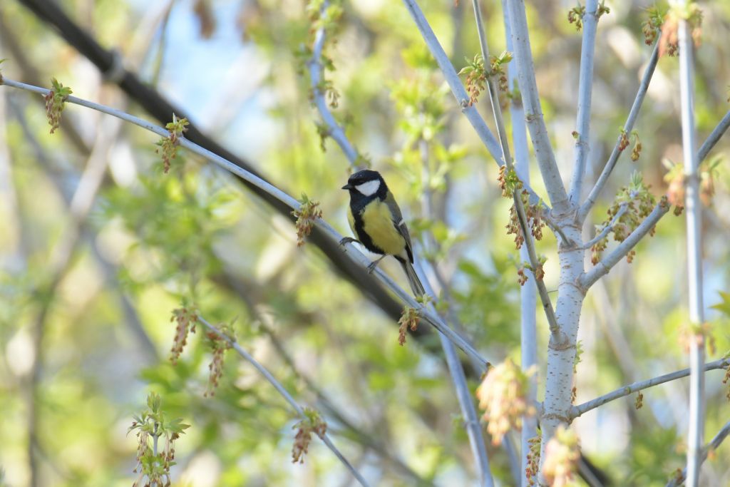 Parus major Linnaeus, 1758