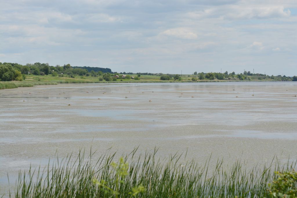 Podiceps cristatus (Linnaeus, 1758)