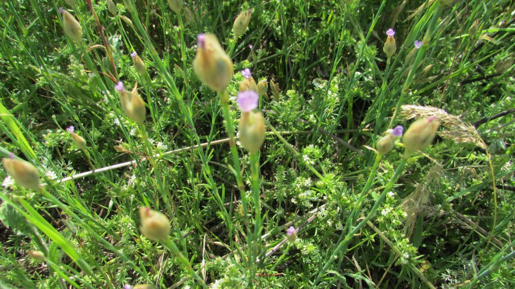 Petrorhagia prolifera (L.) P.W.Ball & Heywood