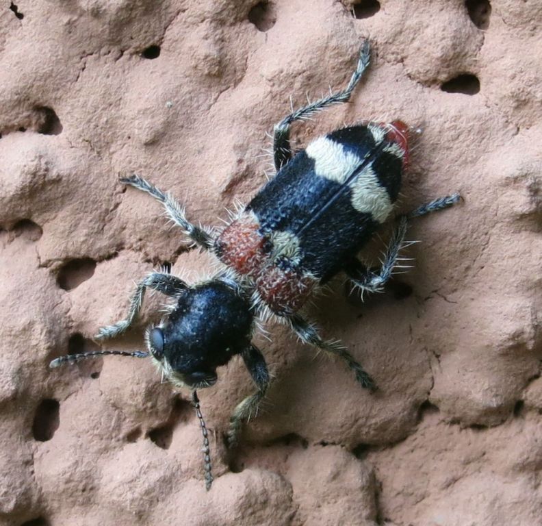 Clerus mutillarius Fabricius, 1775