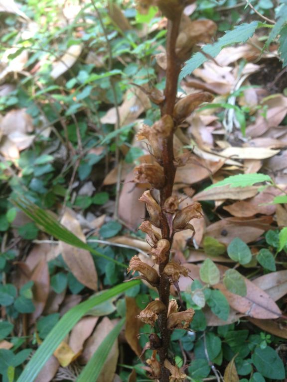 Orobanche hederae Duby