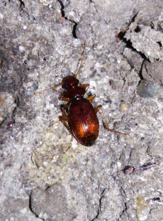 Leistus (Leistus) ferrugineus (Linne, 1758)