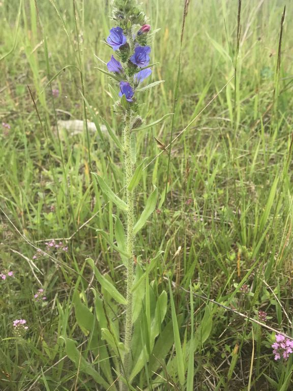 Echium vulgare L.