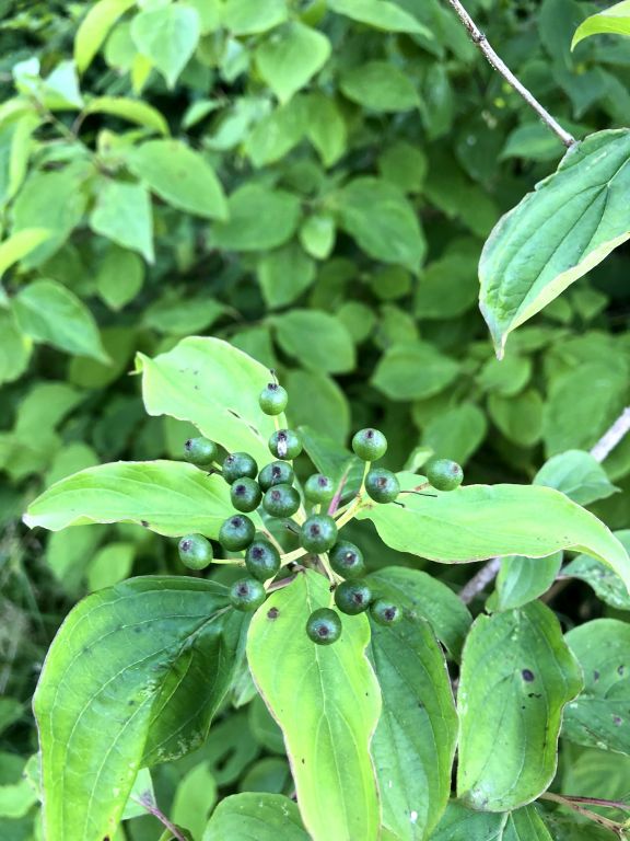 Cornus sanguinea L.