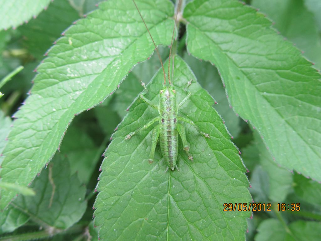Tettigoniidae