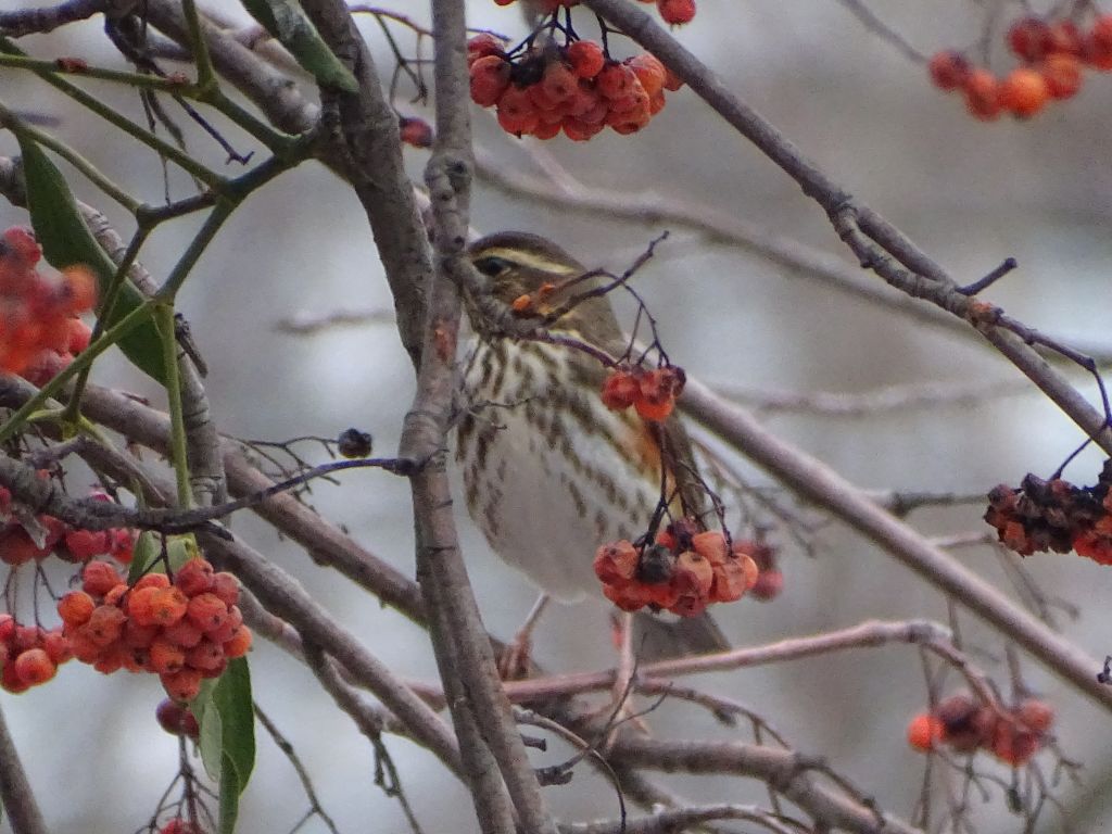 Turdus iliacus Linnaeus, 1758