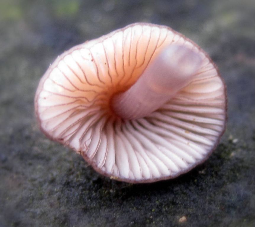 Mycena purpureofusca
