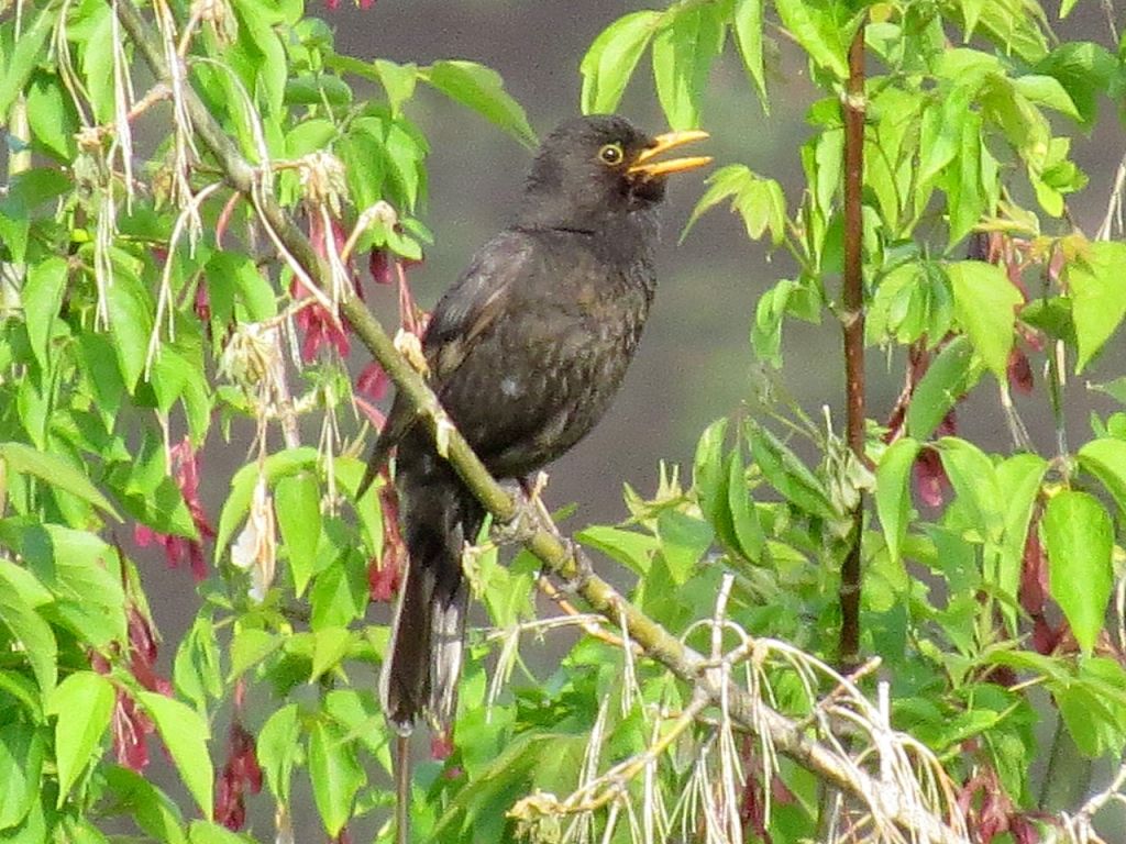 Turdus merula Linnaeus, 1758