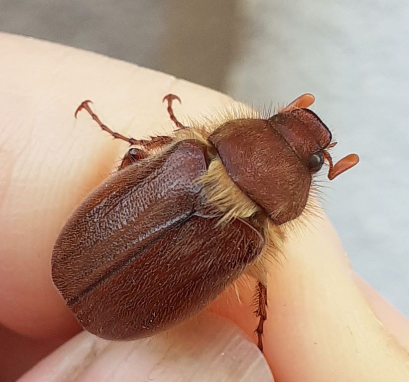 Holochelus (Miltotrogus) vernus (Germar, 1823)