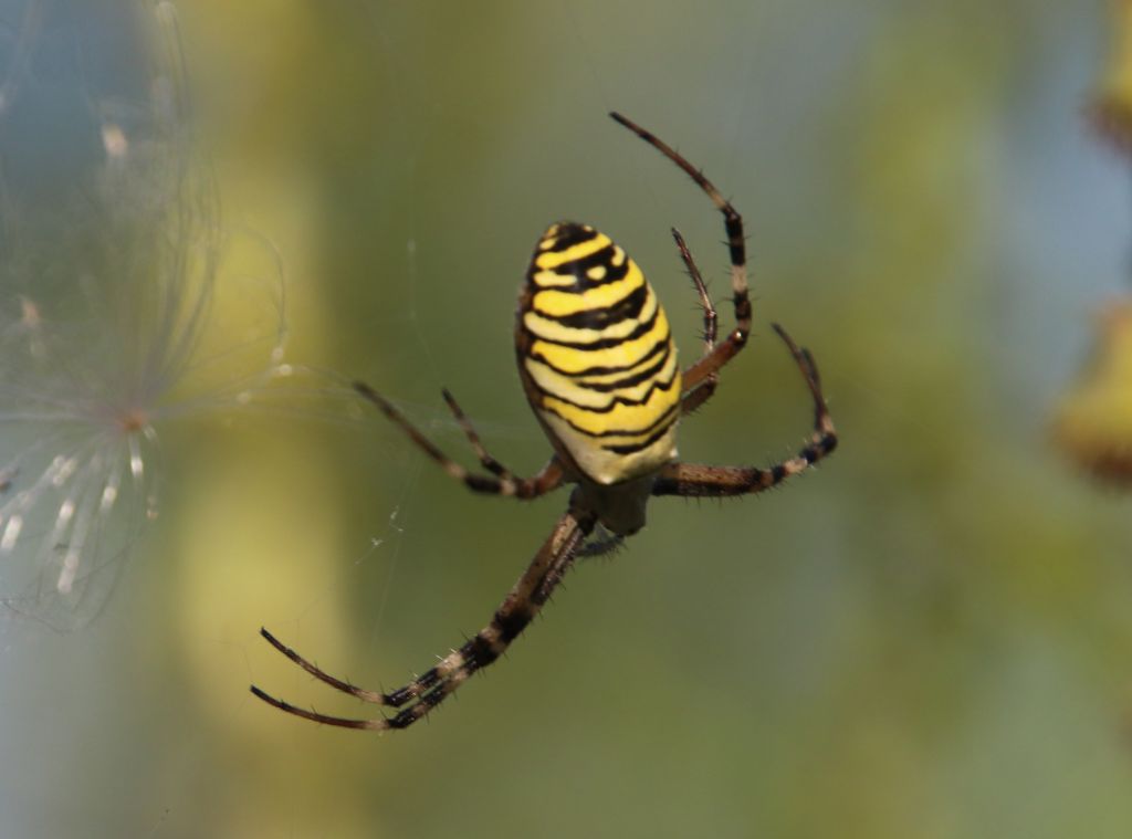 Argiope bruennichi (Scopoli, 1772)