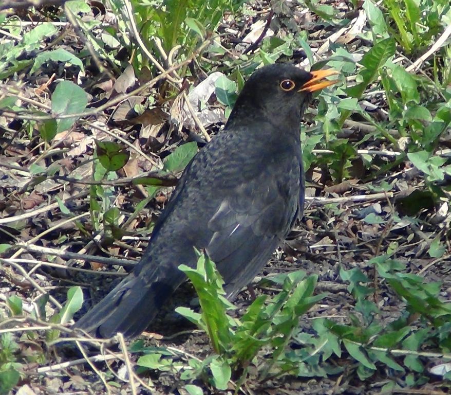 Turdus merula Linnaeus, 1758