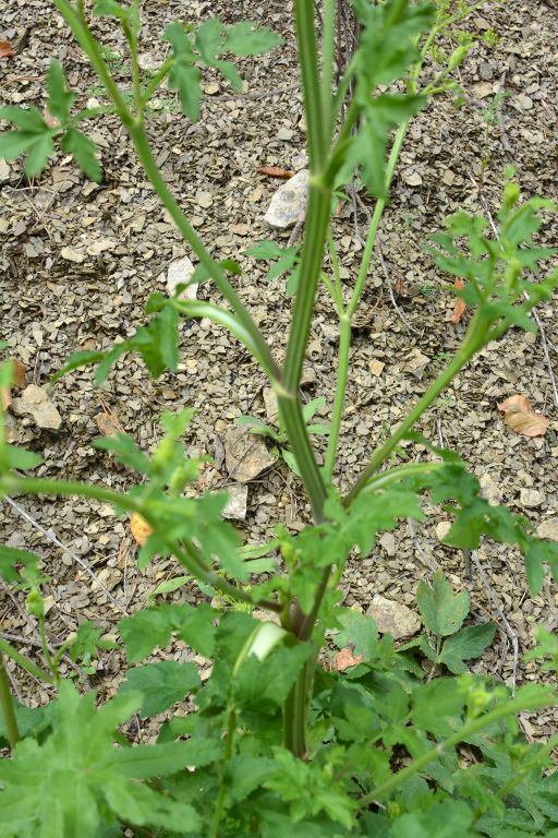 Pastinaca sativa L.