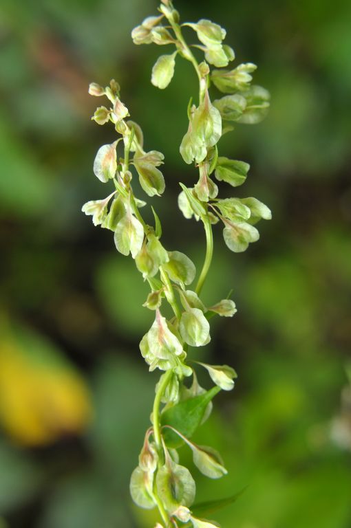 Fallopia dumetorum (L.) Holub