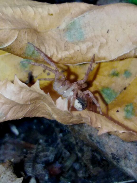 Philodromus