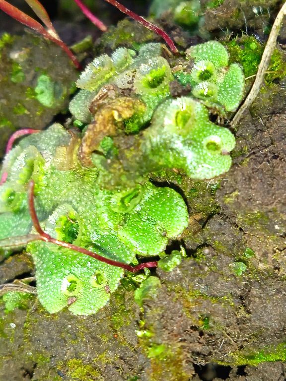 Marchantia polymorpha L.