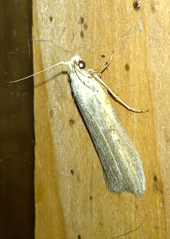 Aphomia zelleri Joannis, 1932