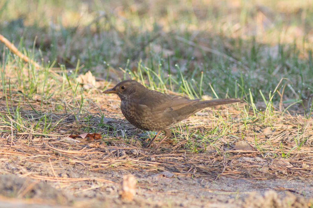 Turdus merula Linnaeus, 1758