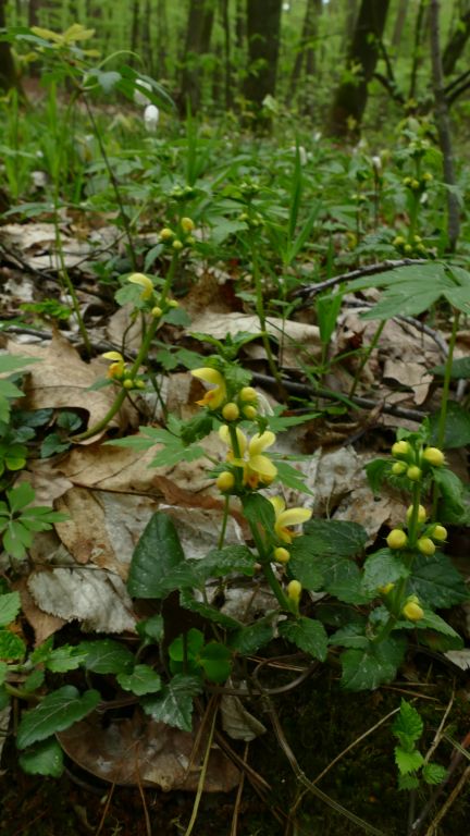 Lamium galeobdolon (L.) L.