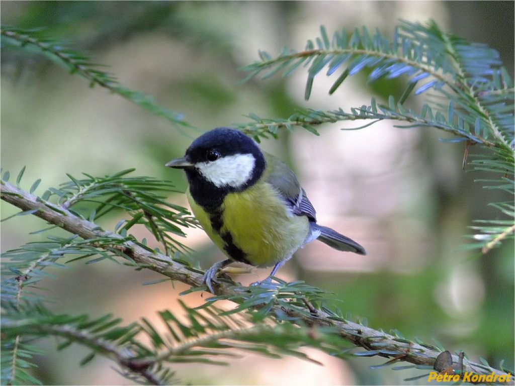 Parus major Linnaeus, 1758
