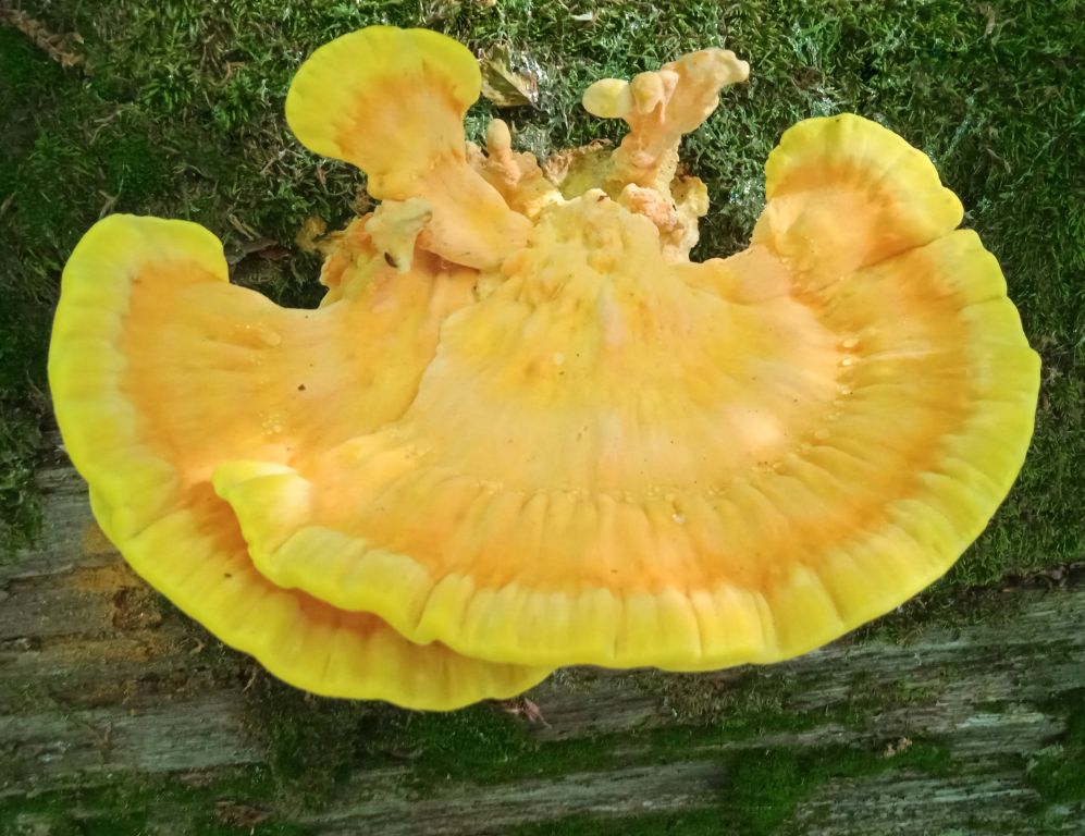 Laetiporus sulphureus (Bull.) Murrill