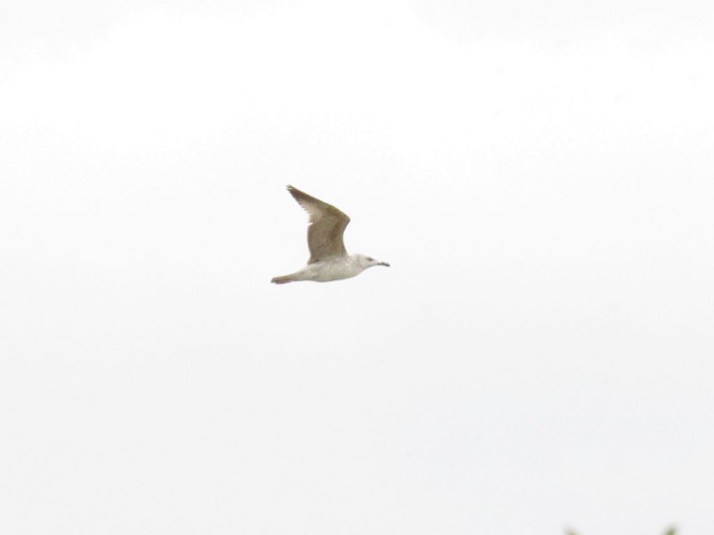 Larus cachinnans Pallas, 1811