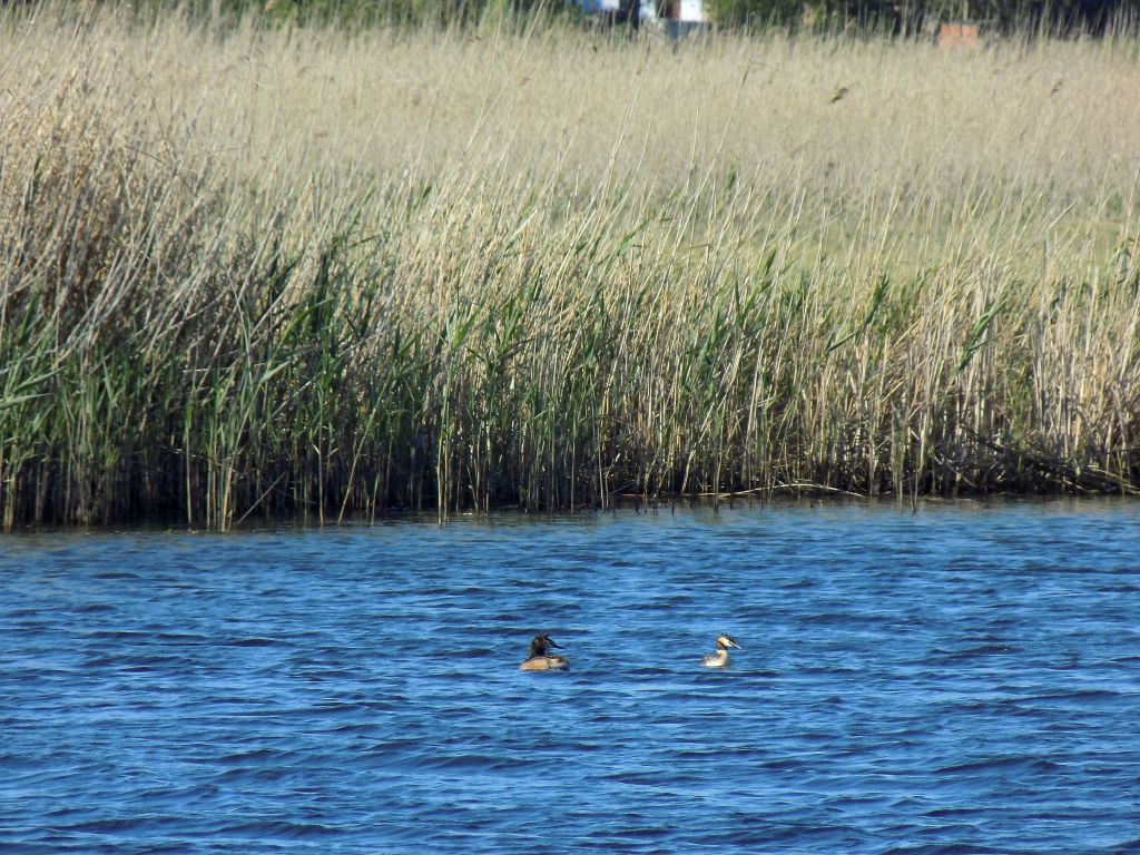Podiceps cristatus (Linnaeus, 1758)